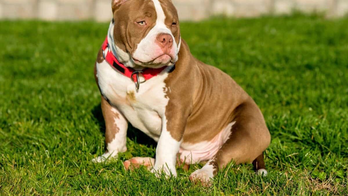 Imputan a un hombre en Río Negro por crueldad animal tras matar a la perra de su vecina