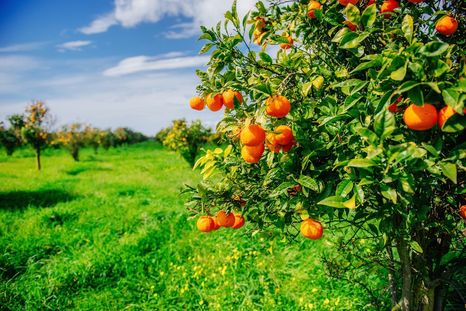 En resumen, si se busca estimular la producción de naranjas y mejorar el estado general del árbol, esta mezcla de vinagre y agua puede ser una gran aliada Foto: SHUTERSTOCK