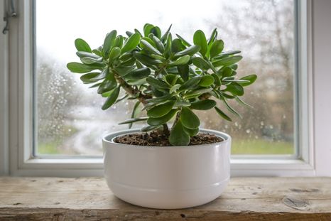Este árbol de jade no puede faltar en tu hogar. Este árbol de jade no puede faltar en tu hogar.