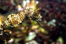 de no creer: los caballitos de mar a punto de extinguirse