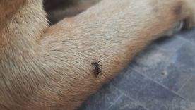 Utiliza estos métodos para repeler a los mosquitos de tu animal Foto: Shutterstock