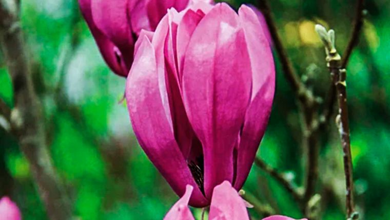 Magnolia Ann se destaca por sus flores. Foto: springhillnursery.com/