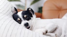 Conocer la edad de tu perro permite adaptar sus cuidados a cada etapa de su vida.