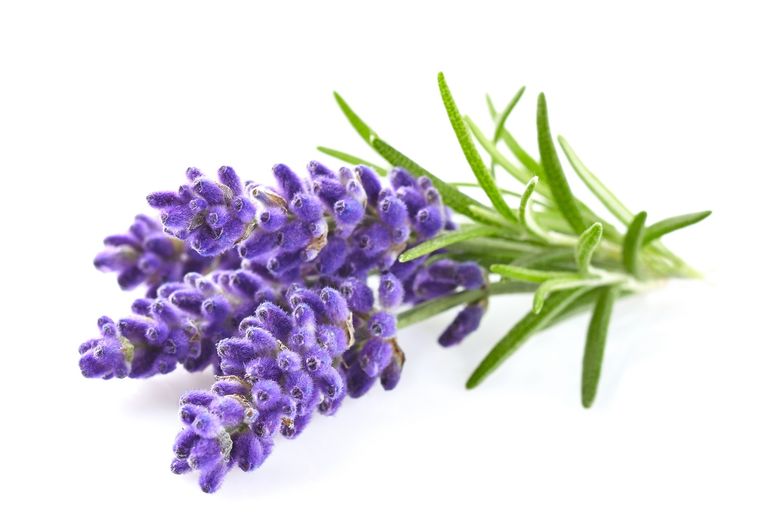 Lavanda La planta con grandes propiedades medicinales. Foto: Fuente: Shutterstock