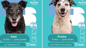 La Municipalidad de Salta lanzó una ingeniosa campaña de adopción. La Municipalidad de Salta lanzó una ingeniosa campaña de adopción.
