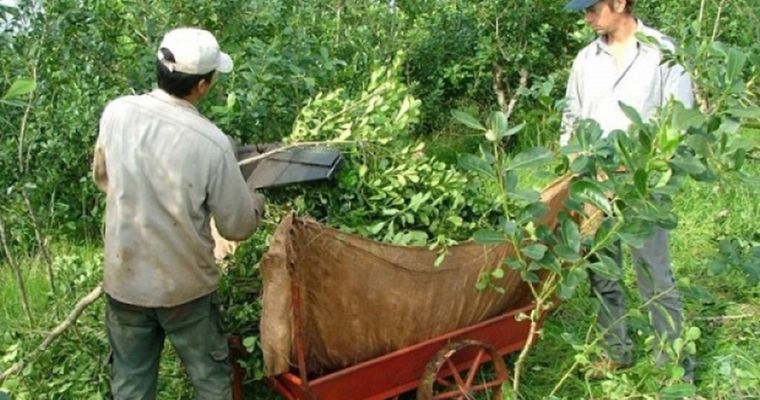 Producción de yerba