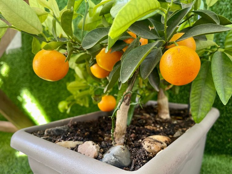 El método japonés para hacer crecer el árbol de frutos en casa Foto: Shutterstock