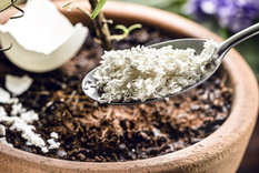 Este abono casero se realiza muy fácilmente con solo tres ingredientes Foto: Shutterstock