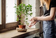 Este abono casero hará que tus plantas luzcan hermosas. Foto: Shutterstock