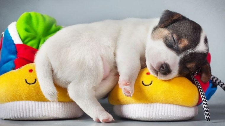 MASCOTAS LOS CACHORROS DURMIENDO NOS LLENAN DE TERNURA. Foto: SHUTERSTOCK