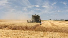 El maíz seguramente se va a sumar también al récord del trigo.