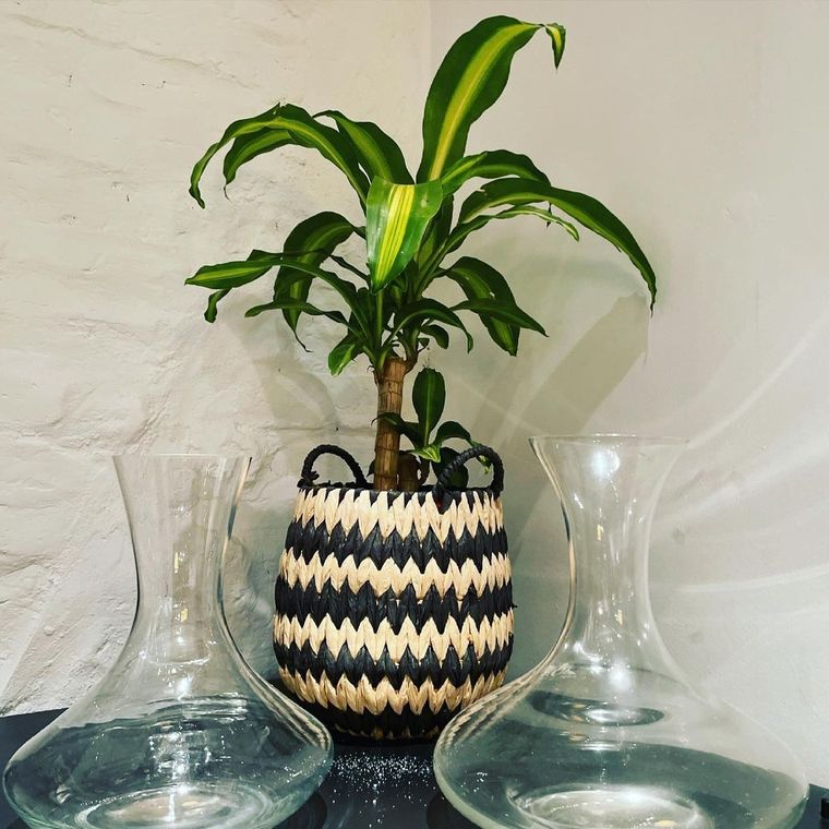 El palo de agua y el helecho son ideales para baños y espacios cerrados. Foto: Archivo El palo de agua y el helecho son ideales para baños y espacios cerrados. Foto: Archivo