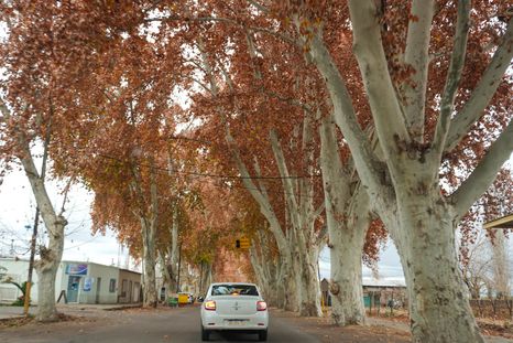 Qué cambia con la Ley de Arbolado y cómo serán las podas en Luján de Cuyo.