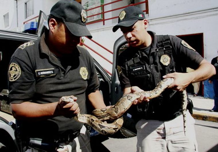 El reptil fue trasladado a las instalaciones de la Brigada de Vigilancia Animal. Foto: EFE