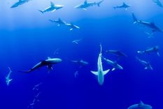 ¿cuantos tiburones habria que matar para vacunar a todo el planeta?
