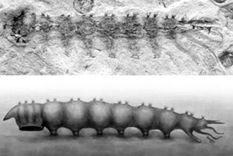 larva jurasica con un mecanismo unico de succion