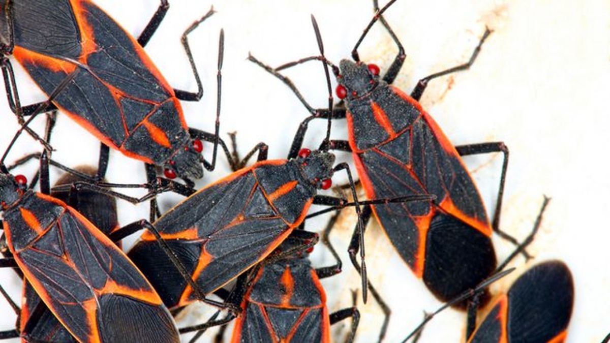 Chinche del arce: consejos para que no entre en las casas cuando llega el frío