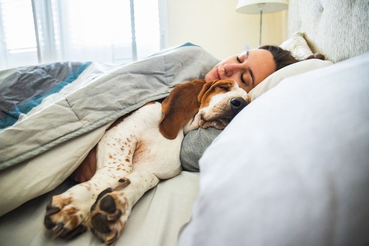 Los perros son sumamente incondicionales de sus dueños Foto: SHUTERSTOCK