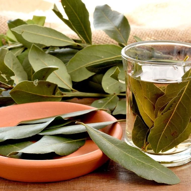 El laurel puede ser un potente repelente. Foto: Shutterstock