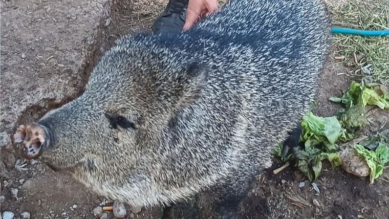 Pecarí de collar, uno de los animales rescatados. 