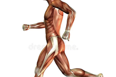 ¿que le pasa a nuestro cuerpo cuando corremos?