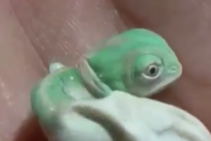 maravillas en miniatura:  asi son los camaleones bebes