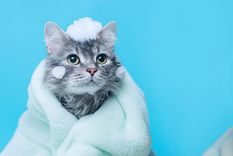 Esto hará que tus mascotas puedan convivir en armonía Foto: SHUTERSTOCK