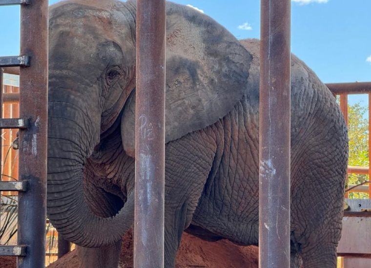 Las primeras fotos de la elefanta Kenya en el santuario de Brasil cuando llegó el 9 de julio de 2025.