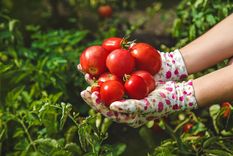 Cómo cultivar mi propia huerta de tomates en casa sin fallar en el intento Te dejamos varios consejos para hacer tu propia huerta. Foto: SHUTTERSTOCK