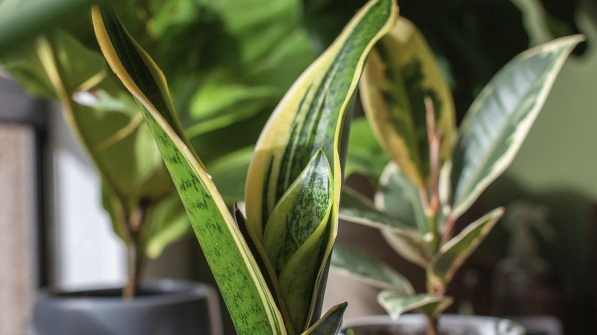 Qué significa que florezca la lengua de suegra, una de las plantas más resistentes de interior