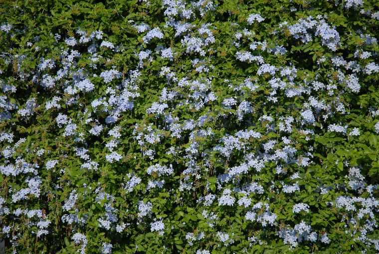 Las flores del jazmín azul atraen polinizadores como aves o abejas. Foto: Shutterstock Las flores del jazmín azul atraen polinizadores como aves o abejas. Foto: Shutterstock