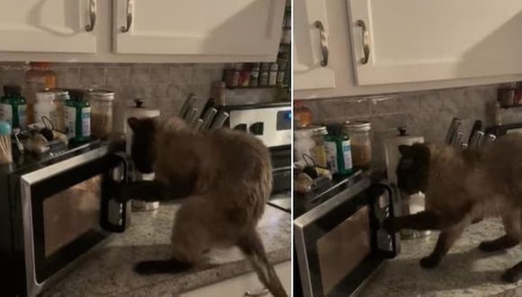 Foto: @lemon_and_lads / TikTok