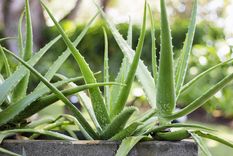 Utilizá esta planta a tu favor y la riqueza llegará a vos fácilmente Foto: Shutterstock