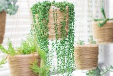 Jardín Conoce los cuidados de la planta rosario Foto: Hola