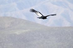 Foto: Gentileza Foto: Gentileza