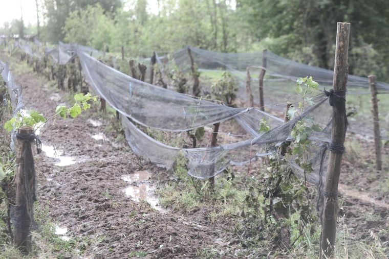 Los ecos de la tormenta en San Rafael. Foto: Municipalidad de San Rafael