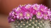 Un método casero ayuda a activar la floración del cactus sin productos químicos. Foto: Shutterstock Un método casero ayuda a activar la floración del cactus sin productos químicos. Foto: Shutterstock