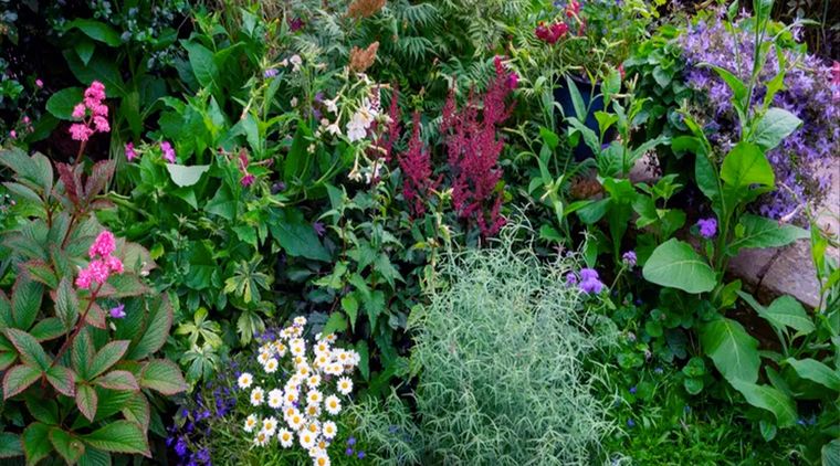 Elegir un lugar resguardado para que el perfume no se disperse con el viento. Foto: R A Kearton