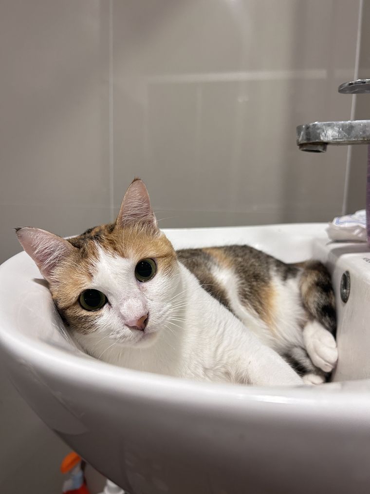 Uno de los comportamientos más comúnes en felinos: seguir a su dueño al baño. Uno de los comportamientos más comúnes en felinos: seguir a su dueño al baño. 