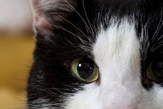 Los gatos pueden parecer resentidos, pero en realidad solo están lidiando con el estrés, te contamos los detalles en la nota Foto: Freepik