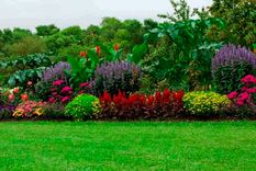 Hacer una pared viva “mixta” es una de las alternativas para darle vida al cerco que limita una propiedad con otra. Foto: familyhandyman.com