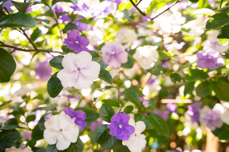 Este árbol es fácil de cultivar y de ubicar en cualquier parte del jardín.
