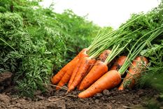 Este es el abono definitivo que hará magia en tu jardín Foto: Shutterstock