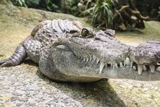Cocodrilos, animales de respetar (y mucho). Foto: Pixabay Cocodrilos, animales de respetar (y mucho). Foto: Pixabay
