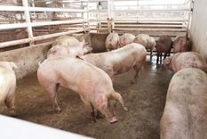 el matadero municipal en general alvear