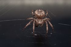 araña Un sueño raro para algunos. Foto: Fuente: Freepik