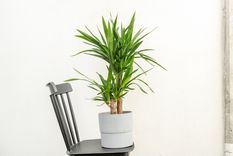 Una planta que requiere pocos cuidados. Foto: Fuente: Shutterstock