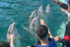 Los delfines del ex Aquarium de Mar del Plata fueron reubicados en un centro marino de Egipto. Los delfines del ex Aquarium de Mar del Plata fueron reubicados en un centro marino de Egipto.