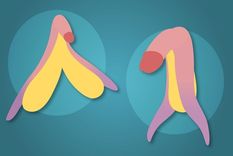 Foto: GETTY IMAGES. A la izquierda el clítoris, a la derecha el pene.