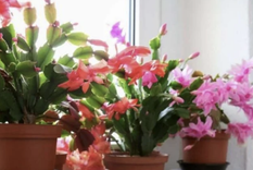 Algunas flores de cactus duran dos horas y otras hasta dos semanas Foto: Shutterstock